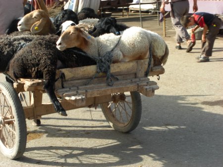 Kashi Viehmarkt - größeres Bild durch Anklicken!