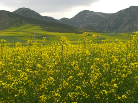 ein Hauch von Tibet - größeres Bild durch Anklicken!