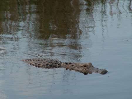 Auf Alligatorenjagd - greres Bild durch Anklicken!